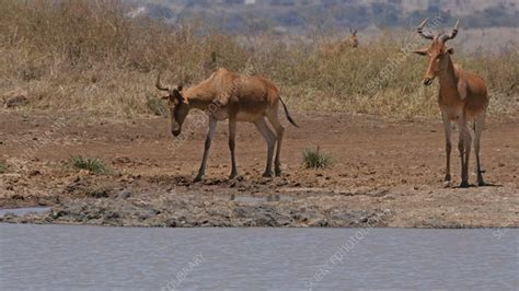 Hartebeest herd - Stock Video Clip - K008/4190 - Science Photo Library