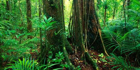 How To Get From Cairns To Daintree Rainforest