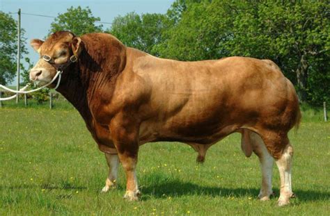 Limousin society enters into negotiations with the ICBF - Agriland.ie