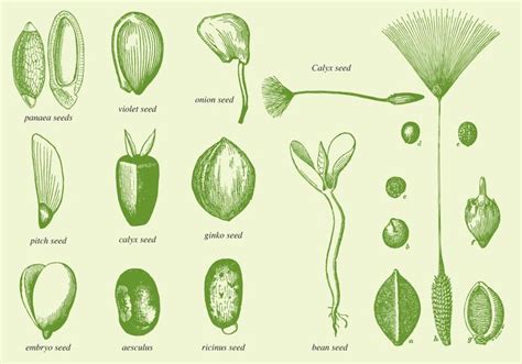 Old Drawing Seeds - Download Free Vector Art, Stock Graphics & Images