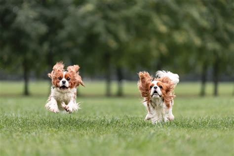 How Much Exercise does a Cavalier King Charles Spaniel Need? - Spaniel ...