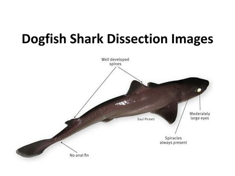 Spiny Dogfish Shark Anatomy