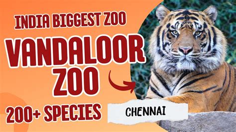 Vandalur zoo 🔥.India’s Biggest zoo|One Day Trip|Must visit Vandalur zoo |Chennai - YouTube