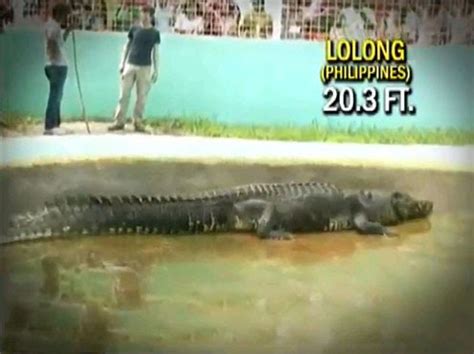 Random Thoughts on Rain's Domain: 'Lolong' world largest captured salt water crocodile