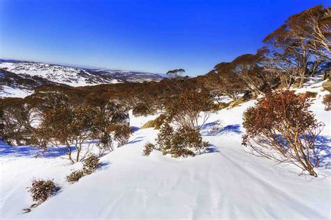 Kangaroos at the snow? Take a day trip to Australia's High Country. - Bespoke vacations