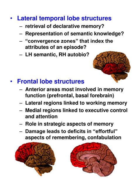 PPT - MEMORY SYSTEMS IN THE BRAIN PowerPoint Presentation, free download - ID:1223086