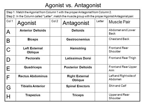 Agonist And Antagonist Muscles Chart - cloudshareinfo