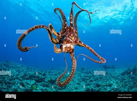 Day octopus, Octopus cyanea, Hawaii Stock Photo - Alamy