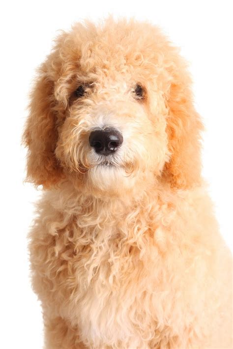 Double Doodle Dog Breed: Puppies, Breeders, Price, Rescue & More ...