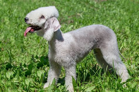 Bedlington Terrier Breed Info: Best Food, Training, Grooming | Bil-Jac