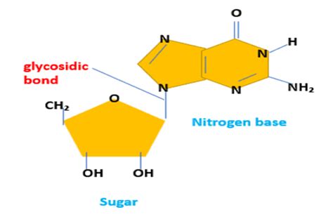 Glycosidic bond definition and structure - Science Query