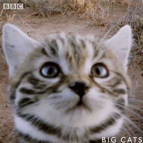 BBC One on Twitter: "This is the world's DEADLIEST cat. Seriously. Look at her. 😍 https://t.co ...