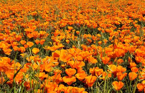 Flower - California Golden Poppy - California State Capitol Museum