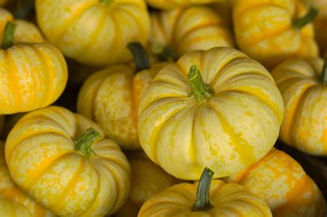 Small yellow pumpkins stock photo. Image of garden, market - 11306656