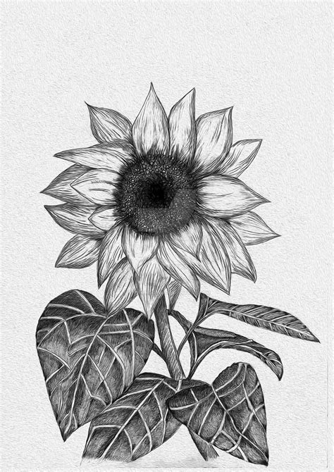 Sunflower (Sketch) by stefanogemi on DeviantArt