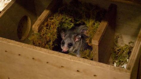 Milestone for Mountain Pygmy-possum breeding program | Upper Yarra Star Mail