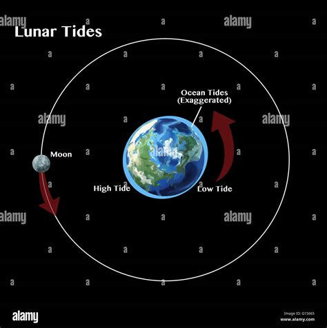 Tides, the rise and fall of sea levels, are caused by the gravitational forces exerted by the ...