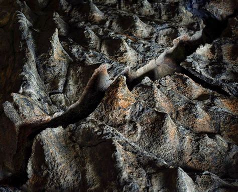 110 Million-Year-Old Dinosaur ‘Mummy” Has Been Just Discovered By Mine Workers In Canada | Bored ...