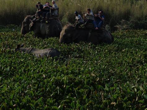 Chitwan Wildlife Safari