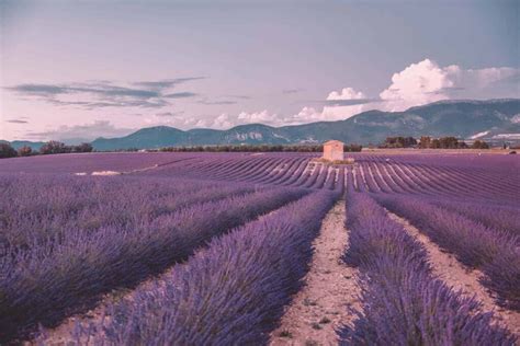 Best Lavender Fields of Provence, France - 2020 Guide!