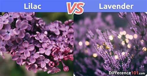 Lilac vs. Lavender: Differences, Pros & Cons, Similarities ~ Difference 101