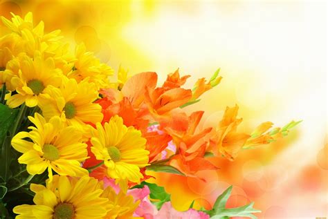 Download Orange Flower Yellow Flower Nature Flower 4k Ultra HD Wallpaper