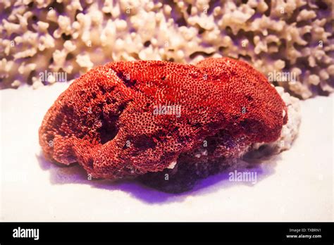 Fossils and reefs and red corals hi-res stock photography and images ...