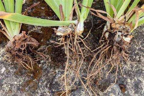 What to Know About Rhizomes and Plants