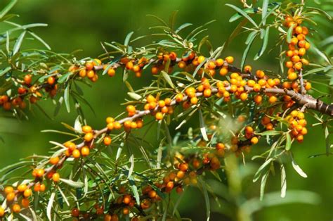 Sea buckthorn: planting, pruning & varieties - Plantura