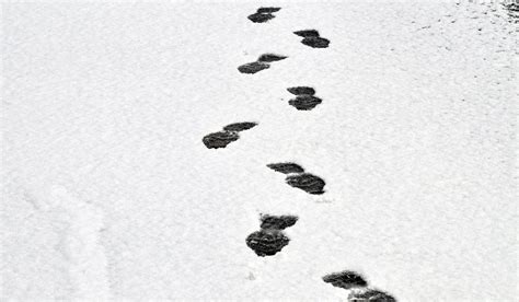 Footprints In The Snow Free Stock Photo - Public Domain Pictures