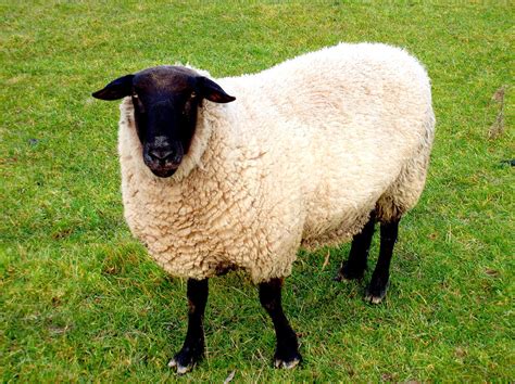 Black Faced Sheep Photograph by Kenneth William Caleno