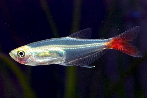 BEAUTIFUL Glass Bloodfin Tetra ; Goodjoseph LIVE Fish Store