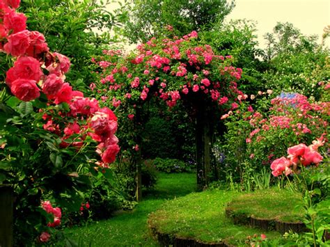 The Best Flower Garden Pictures Rose 2023