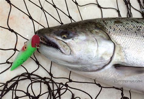 12 Great Lures for Chinook Salmon Fishing in Puget Sound