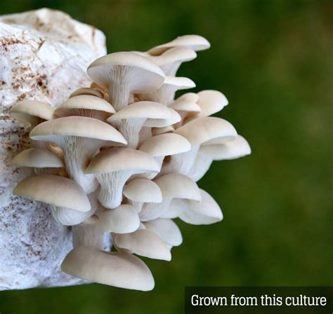 Elm Oyster pleurotus Ulmarius Mushroom Liquid Culture - Etsy