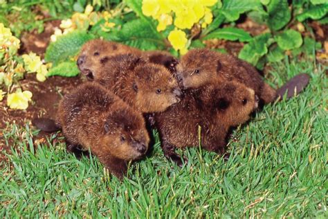 アメリカビーバーの赤ちゃん｜動物の赤ちゃん図鑑 | Baby beaver, Animals, Little critter