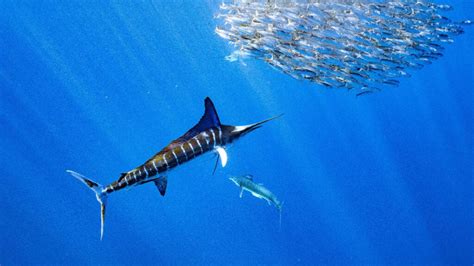 What's the Difference Between a Sailfish and a Marlin? - American Oceans