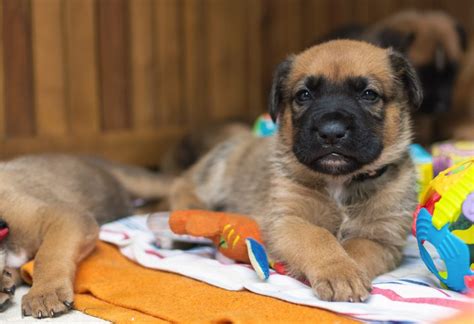 Puppy of a German boxer and a German shepherd | Copyright-free photo ...