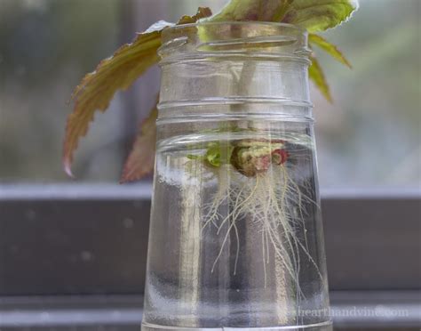 How To Easily Root Plants In Water With Cuttings