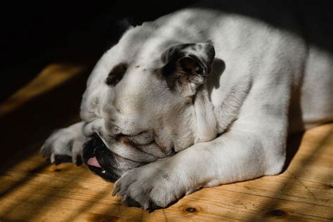 English Bulldog sleeping on the floor - Creative Commons Bilder