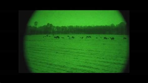 Georgia Hog Hunting with Night Vision - YouTube