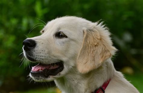 Are Golden Retrievers Good Guard Dogs? | DoggOwner