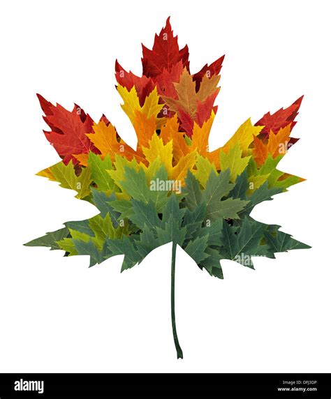 Seasonal maple leaf shape concept made from a group of autumn leaves as a design element and ...