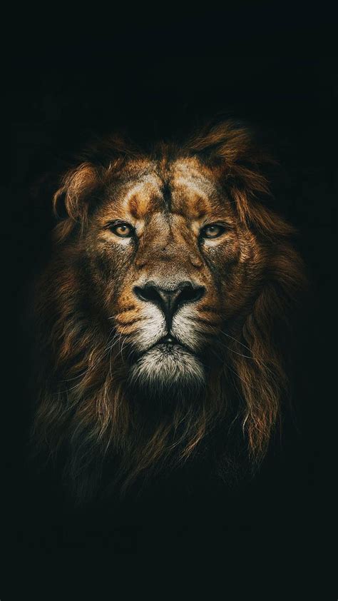 Cool Iphone Lion, lion aesthetic HD phone wallpaper | Pxfuel