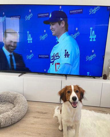 Shohei Ohtani’s Dog ‘Decoy’ Receives Joke Visa from U.S. Embassy in Japan: Passport Number ...