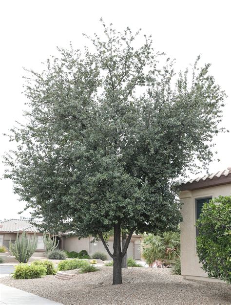 Southern Live Oak | Elgin Nursery & Tree Farm: Phoenix, AZ