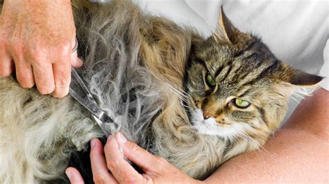 How to prevent and treat matted cat fur | PetsRadar