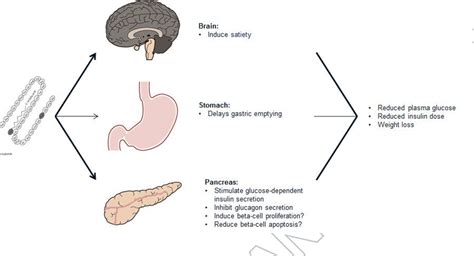 Figure 2 from Liraglutide for treating type 1 diabetes. | Semantic Scholar