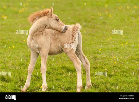 Filly foal hi-res stock photography and images - Alamy