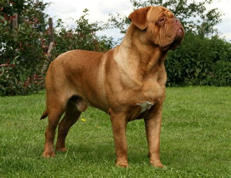 Dogue De Bordeaux Dog Info, Temperament, Puppies, Training, Pictures